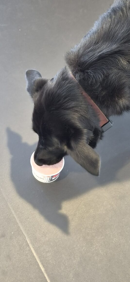 Eis für alle
